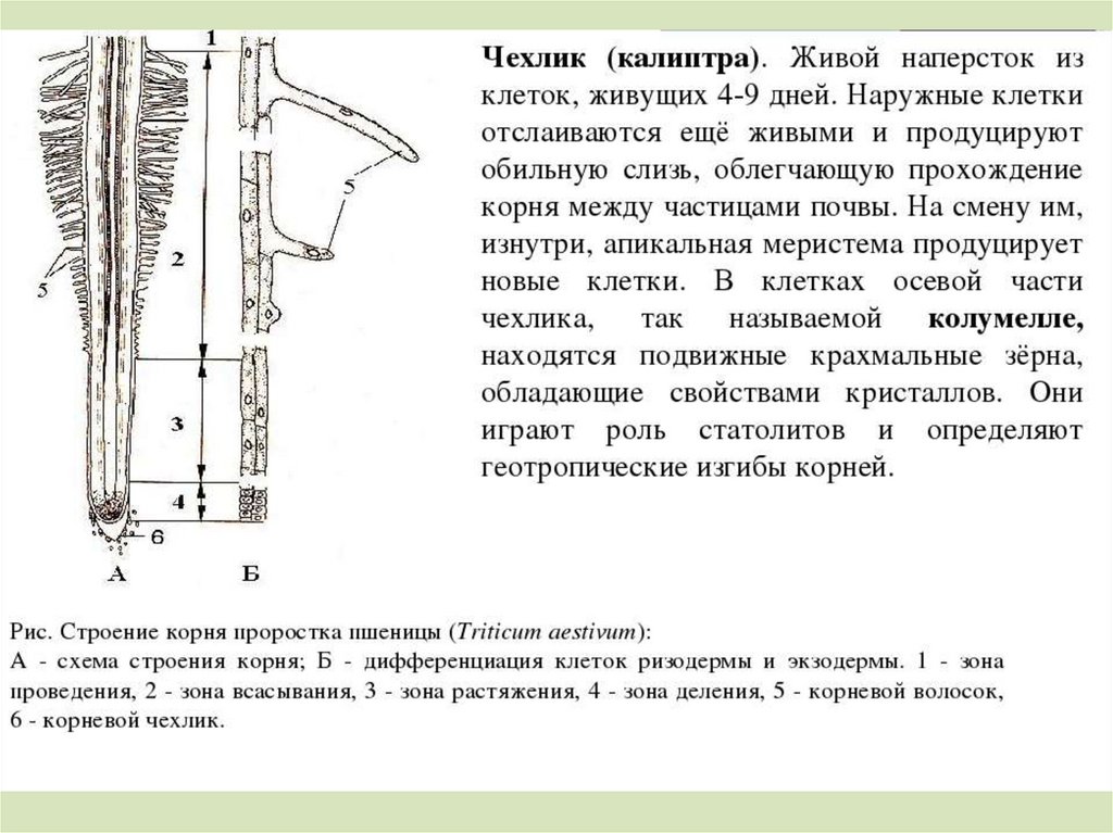 Лабораторная работа строение корня. Строение корешка проростка пшеницы. Строение кончика корня проростка пшеницы. Корневой чехлик и корневые волоски лабораторная работа. Зоны корня проростка пшеницы Triticum aestivum..