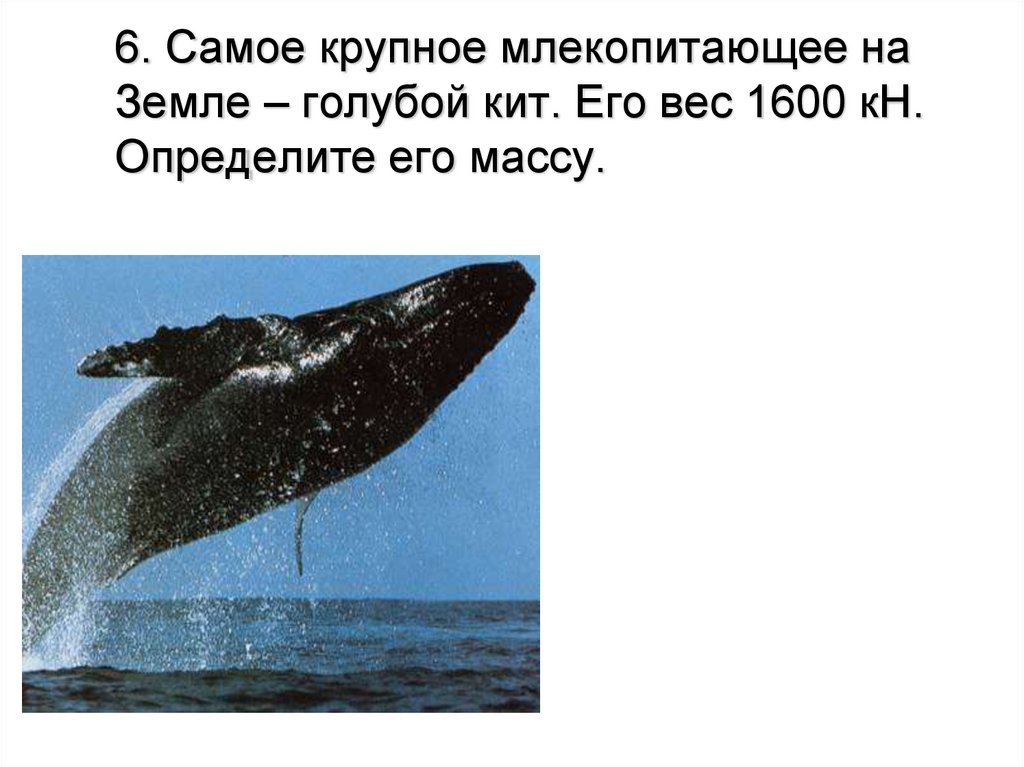6. Самое крупное млекопитающее на Земле – голубой кит. Его вес 1600 кН. Определите его массу.
