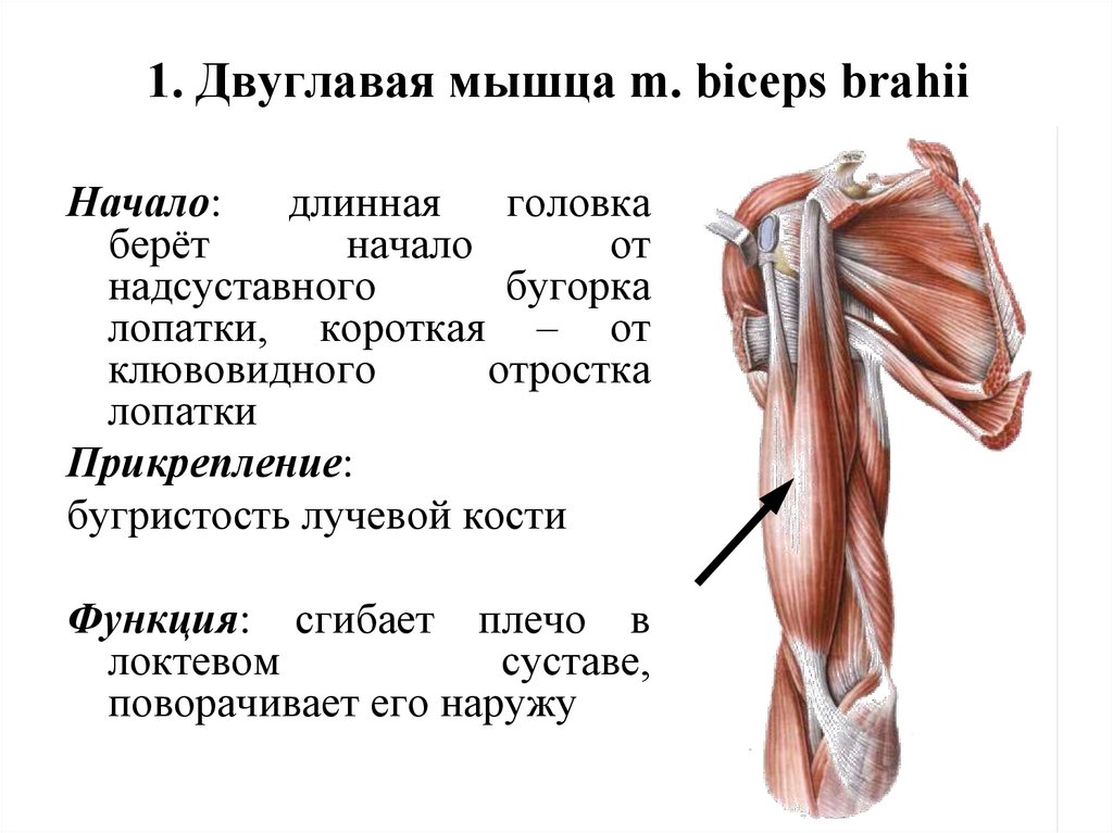 1. Двуглавая мышца m. biceps brahii