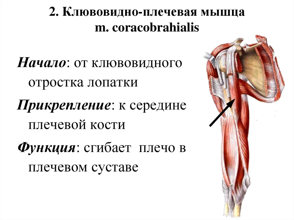 2. Клювовидно-плечевая мышца m. coracobrahialis