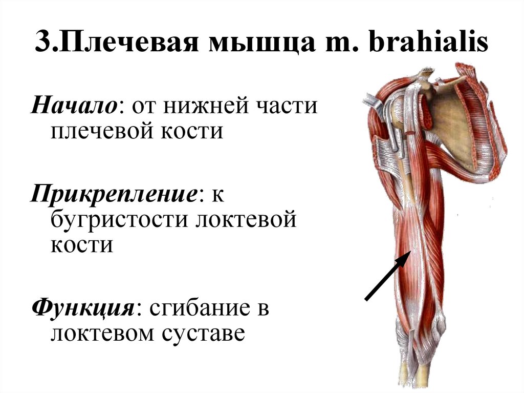 3.Плечевая мышца m. brahialis