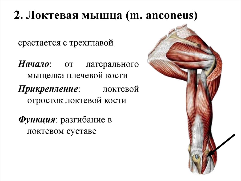 2. Локтевая мышца (m. anconеus)