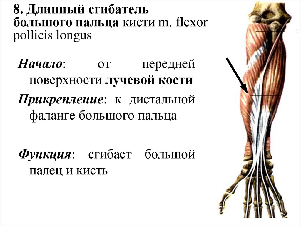 8. Длинный сгибатель большого пальца кисти m. flexor pollicis longus