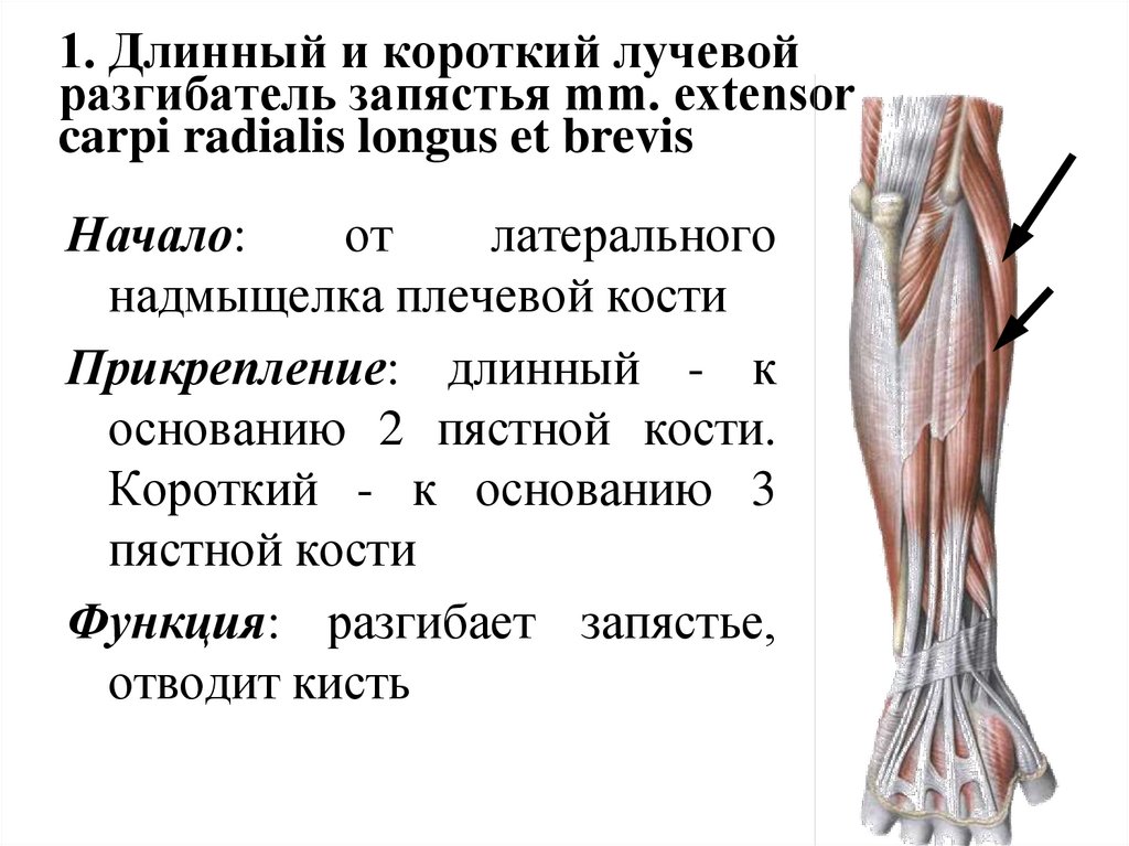 1. Длинный и короткий лучевой разгибатель запястья mm. extensor carpi radialis longus et brevis