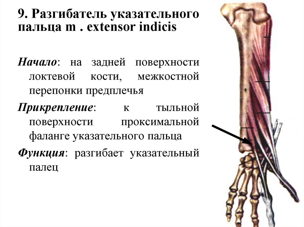 9. Разгибатель указательного пальца m . extensor indicis