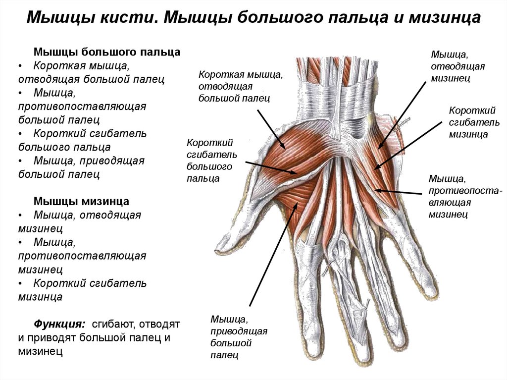 Мышцы кисти. Мышцы большого пальца и мизинца
