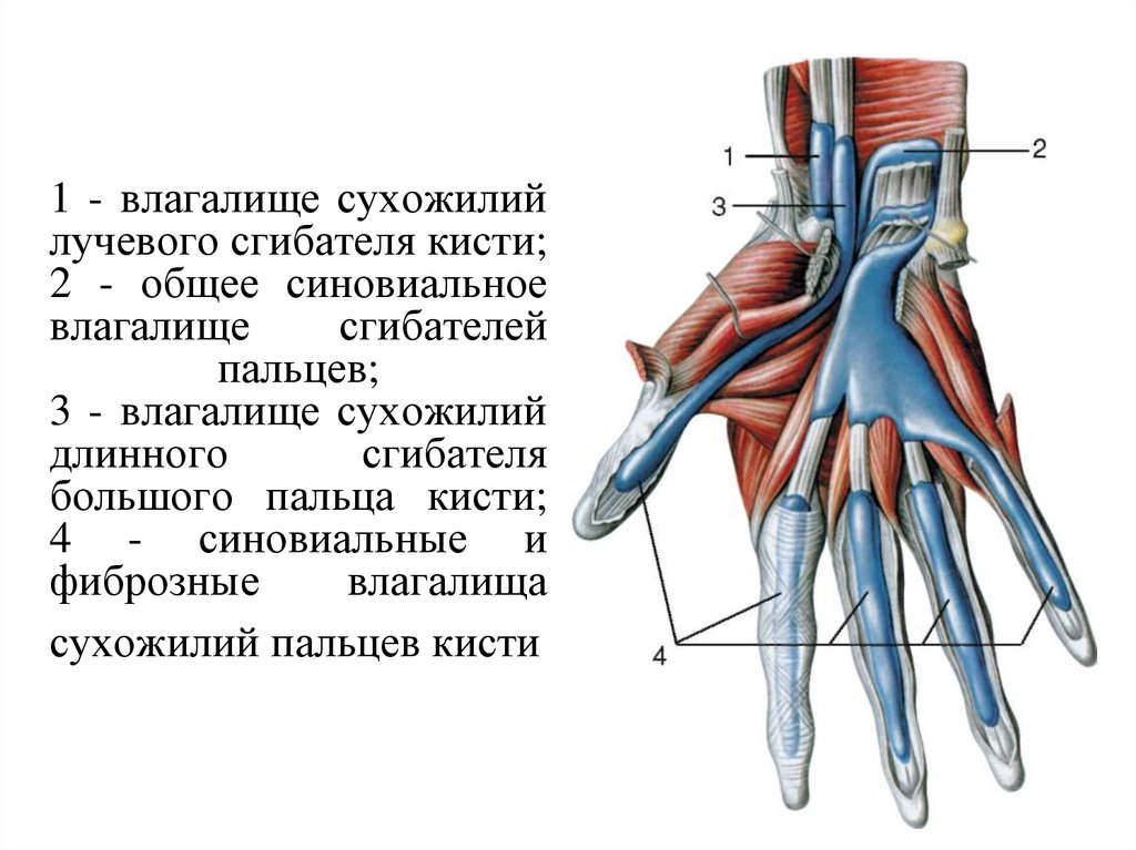 1 - влагалище сухожилий лучевого сгибателя кисти; 2 - общее синовиальное влагалище сгибателей пальцев; 3 - влагалище сухожилий