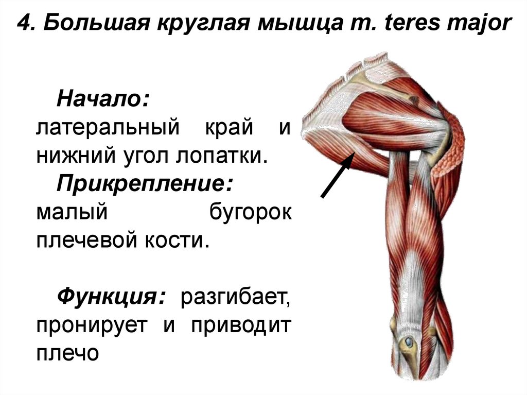 4. Большая круглая мышца m. teres major