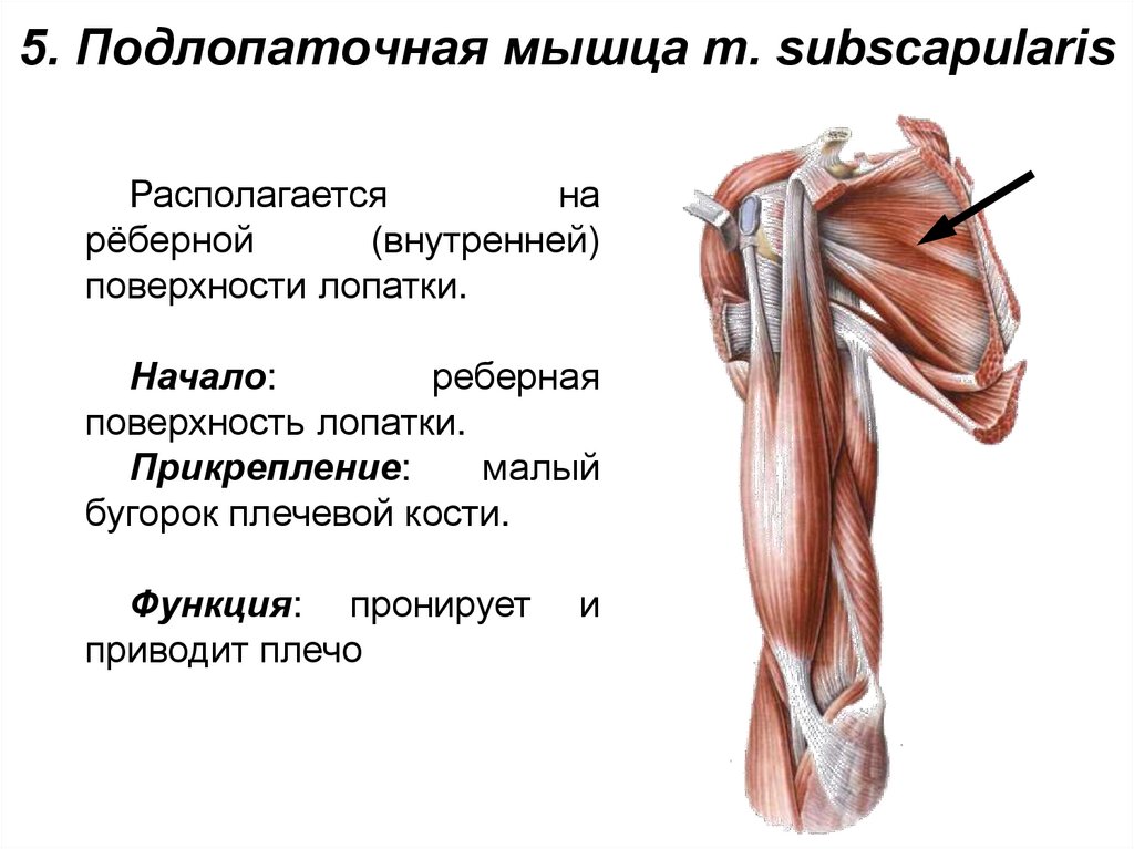 5. Подлопаточная мышца m. subscapularis