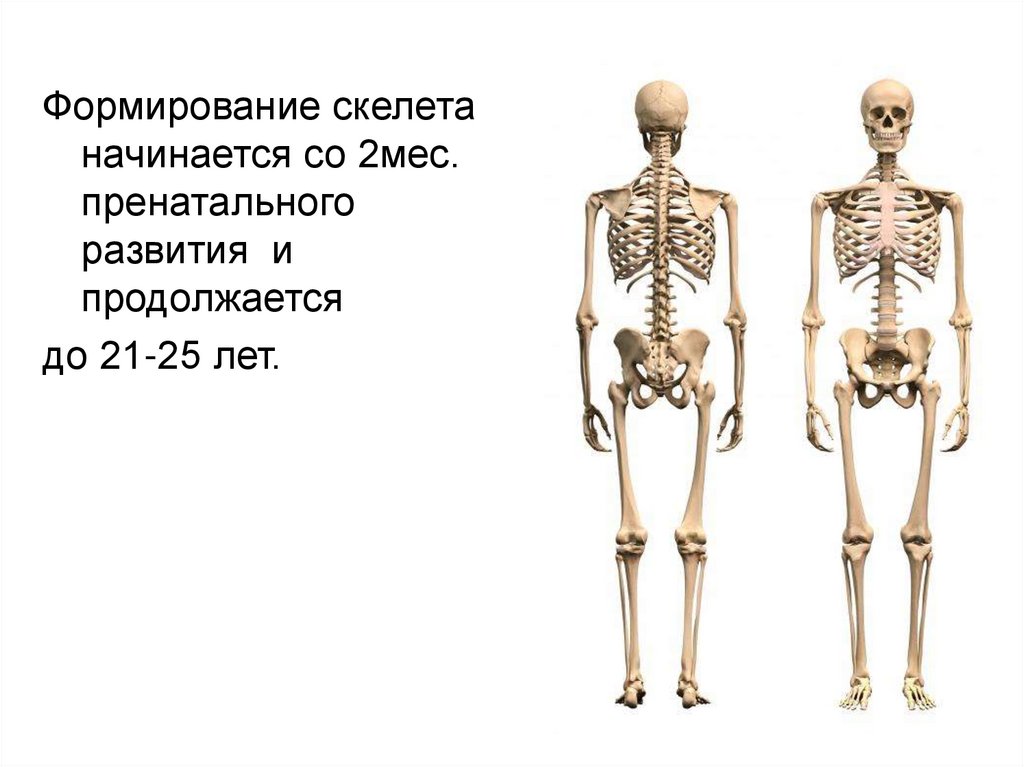 Особенности соединений скелета