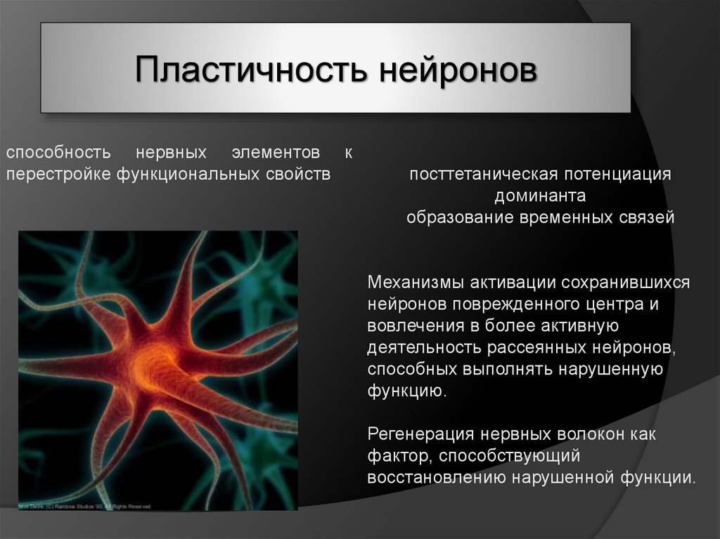 Примеры нервных клеток. Нейронная пластичность. Нейроны и нейронные связи. Повреждение нейронов. Способность нервной клетки.