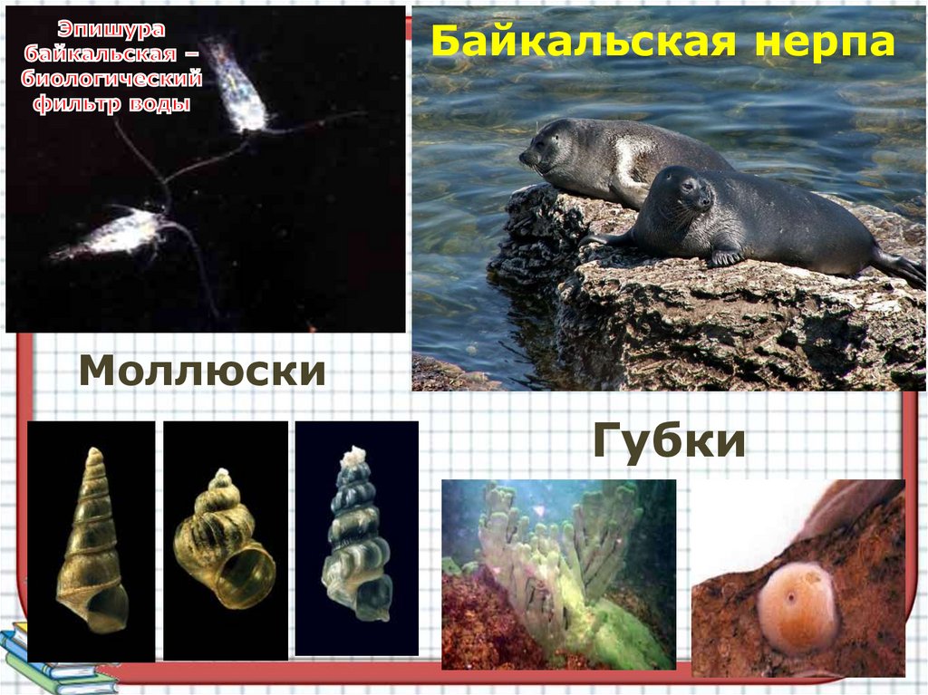 Повторение по географии и математике - online presentation