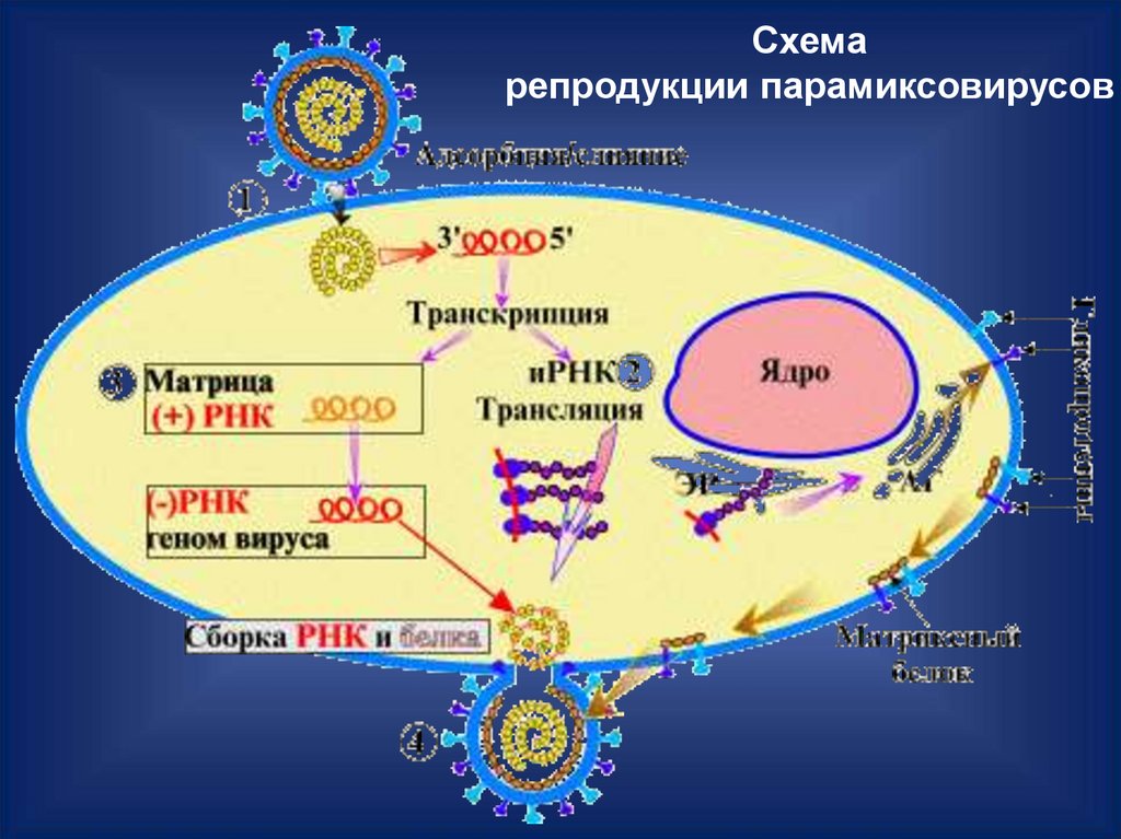 Схема репродукции вируса гепатита в. Стратегия вирусного генома. Цикл репродукции РНК-содержащих вирусов на примере вируса гриппа. Типы вирусных геномов.