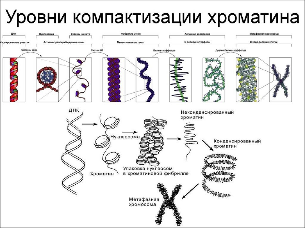 Рассмотрите рисунок на котором представлена схема компактизации упаковки наследственного материала