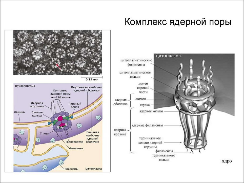 Схема строения комплекса поры ядерной оболочки