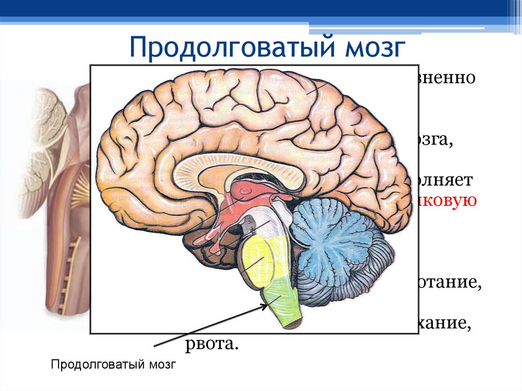 Продолговатый отдел мозга строение