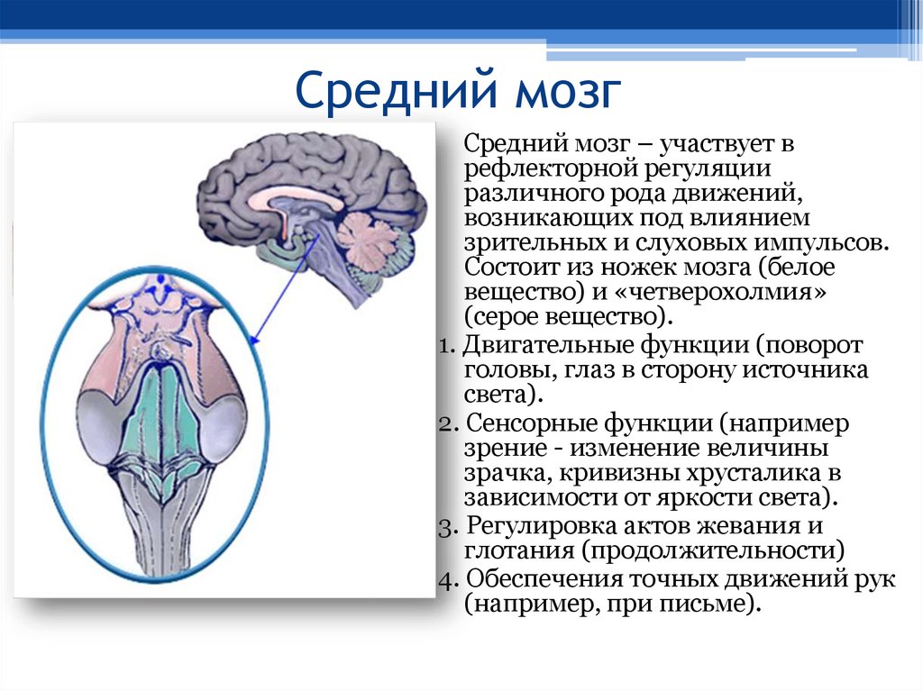 Строение и функции среднего мозга. Средний мозг структура и функции. Средний мозг строение и функции анатомия. Функции отделов среднего мозга. Перечислите функции среднего мозга