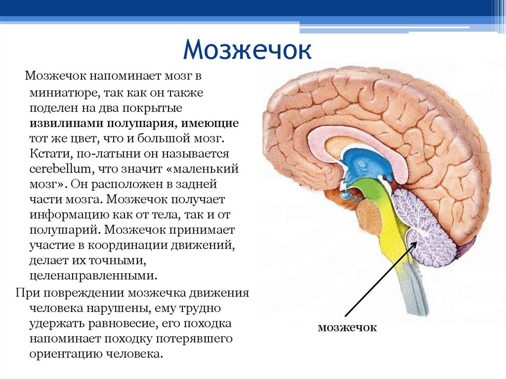 Строение мозжечка в головном мозге. Мозжечок головного мозга анатомия. Строение продолговатого мозжечка. Варолиев мост структура и функции.