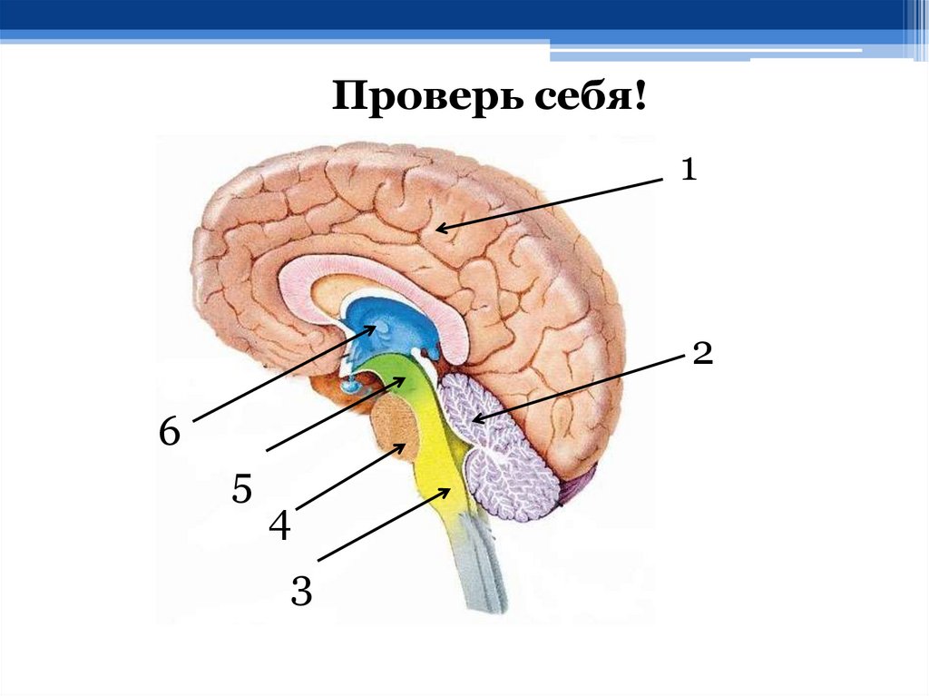 Мозг без подписей. Функции отделов головного мозга анатомия. Отделы головного мозга 8 класс биология. Головной мозг промежуточный мозг строение и функции. Биология 8 кл строение головного мозга.