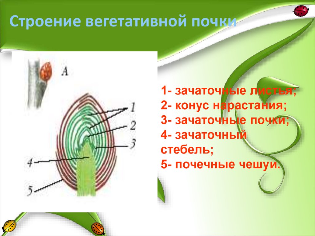 Изучение строения вегетативных и генеративных почек