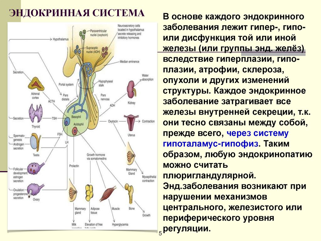 Женские и мужские половые железы. Эндокринная регуляция иммунной системы.
