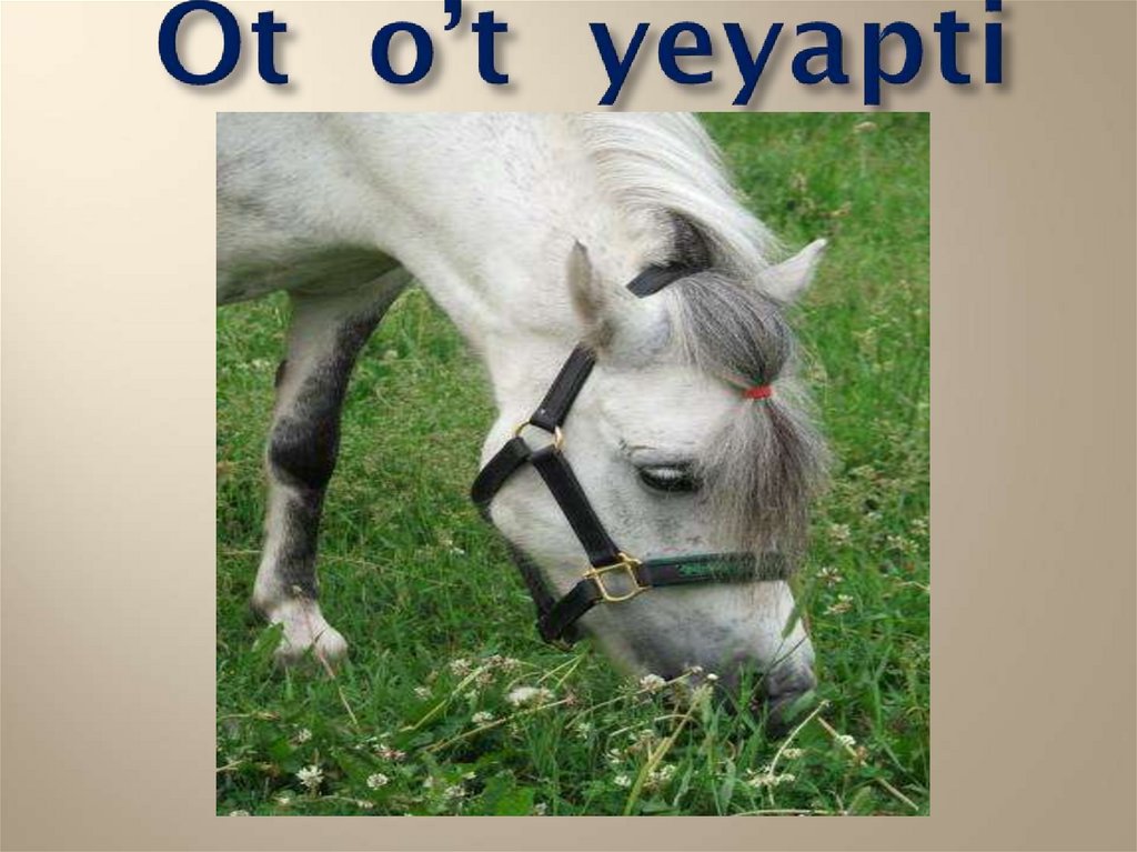 Ot o’t yeyapti