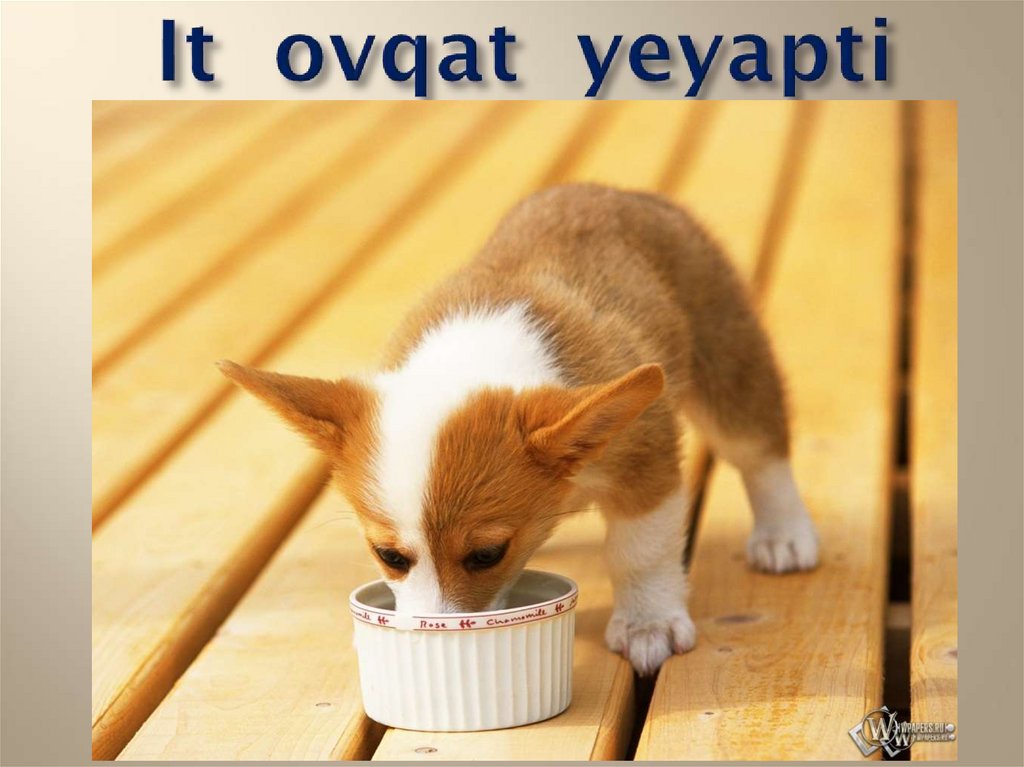 It ovqat yeyapti