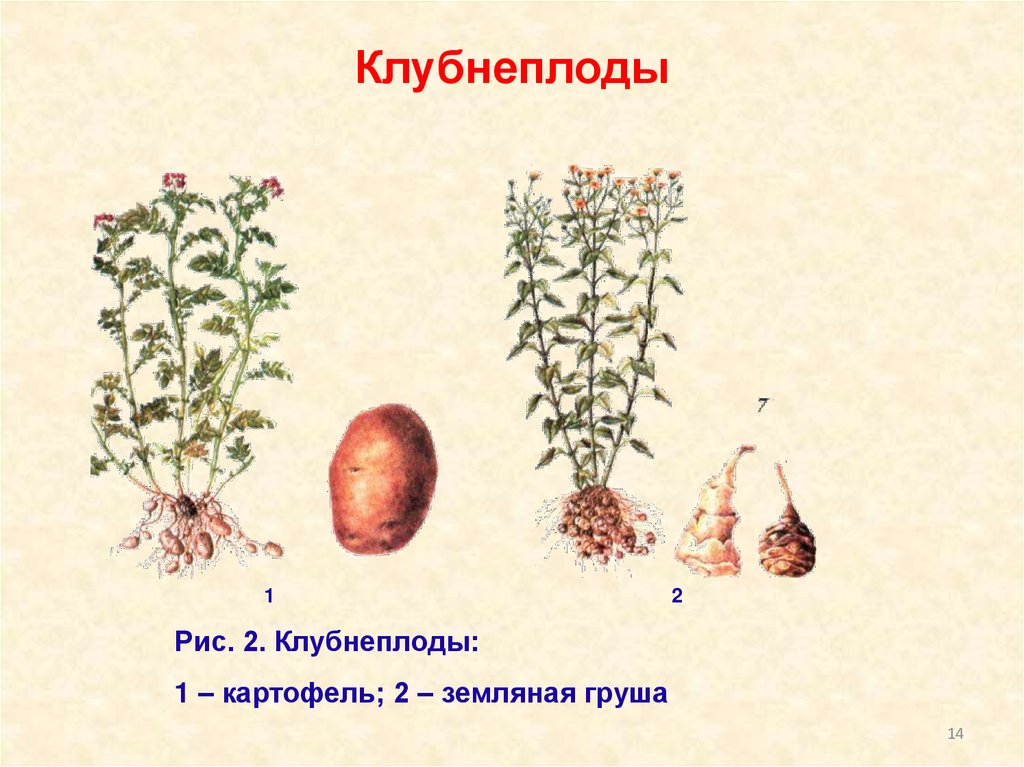 Схема обработки клубнеплодов