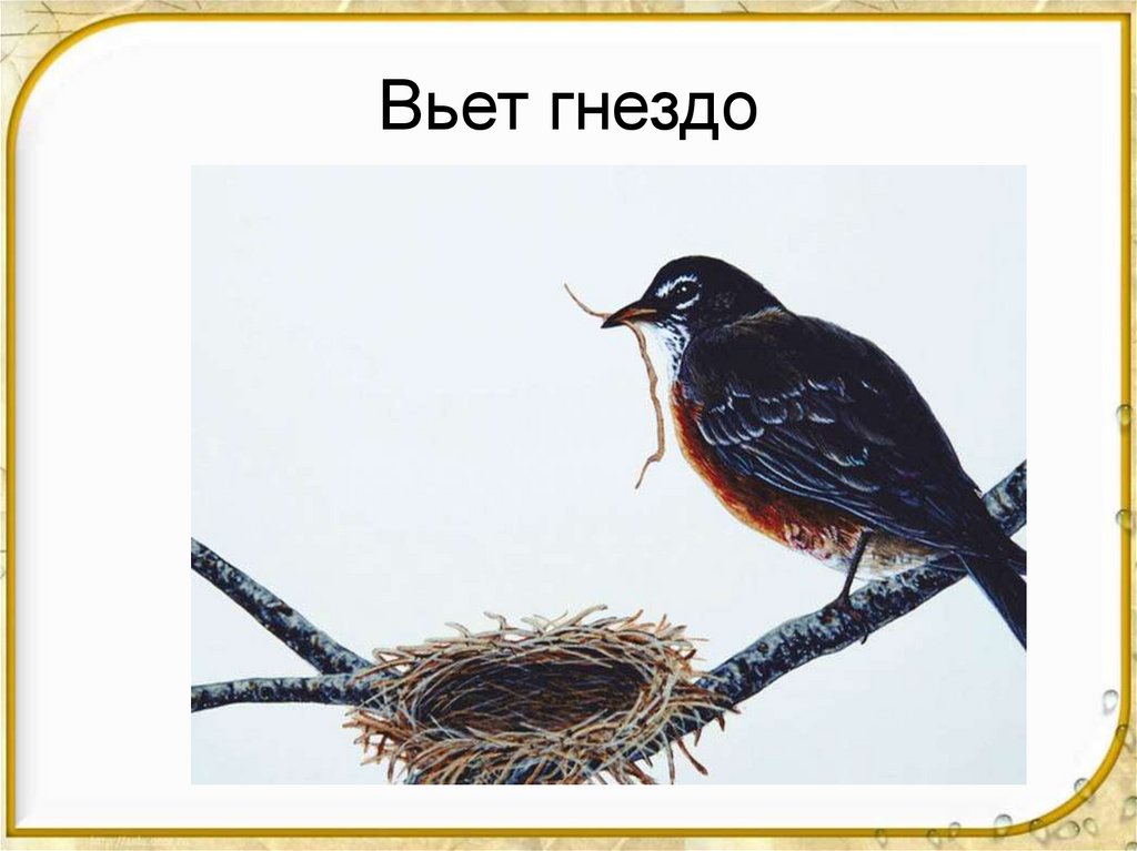 Птичка гнезда не вьет праздник 2024. Птицы вьют. Птицы вьют гнезда весной. Птицы вьют гнезда для детей. Весенние птицы в гнезде.