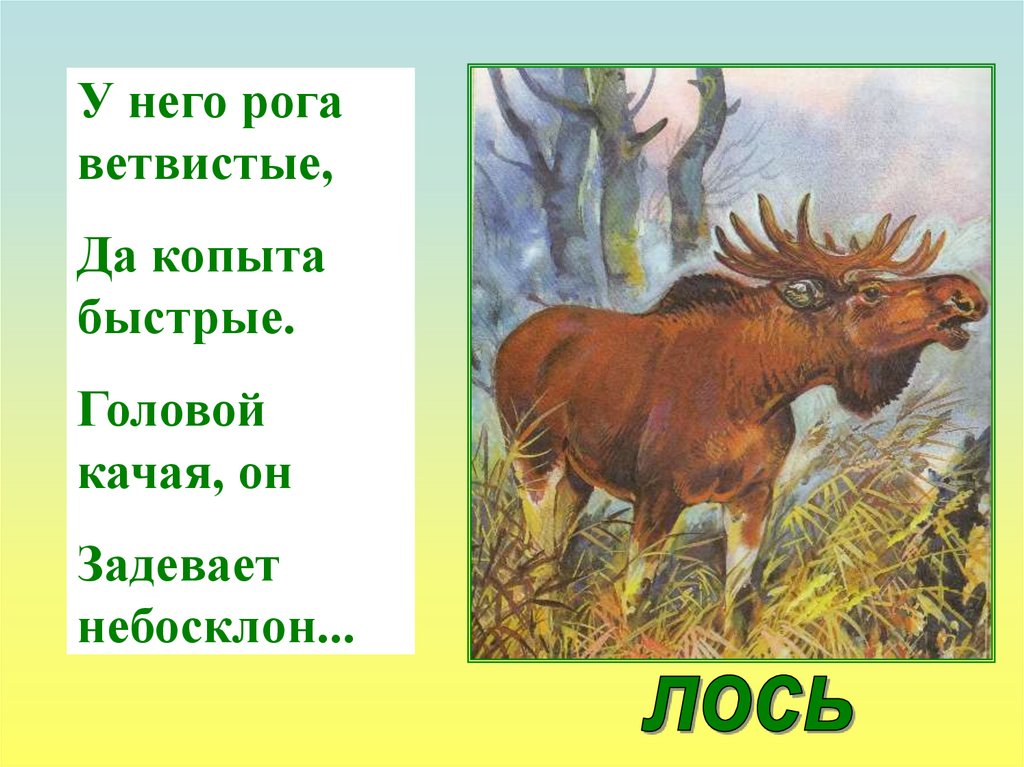 Загадка про лося. Загадка про лося для дошкольников. Загадка про лося для детей. Стих про лося.