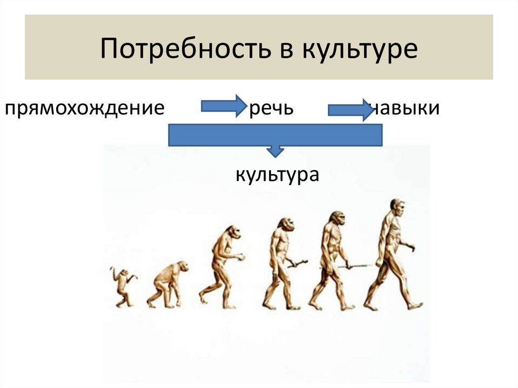 Назовите составляющие развития. Факторы эволюции. Основные этапы эволюции человека. Эволюция менеджмента. Происхождение человека.