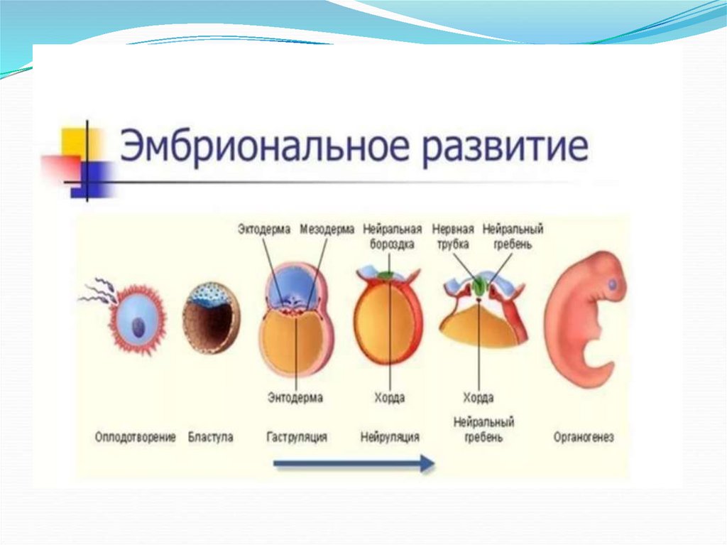 В эмбриональном этапе выделяют. Эмбриональный этап онтогенеза схема. Эмбриональный период развития животных. Эмбриональный период онтогенеза схема. Схема эмбрионального развития организма.