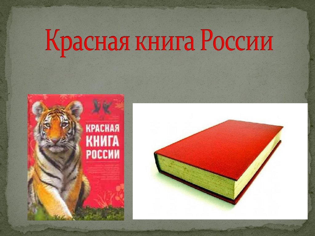 Красный урок. Урок красная книга. Настольная игра красная книга России. Фрагмент урока красная книга. Автор книги красный урок.