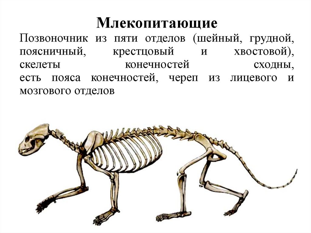 Лабораторная работа скелет млекопитающих
