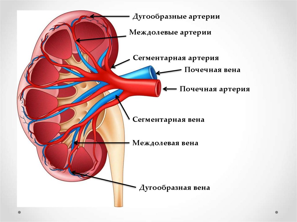 Почечные артерии и вены. Артерии почки, строение анатомия. Кровоснабжение почки анатомия артерии. Почечная артерия и почечная Вена. Сосуды почки анатомия.
