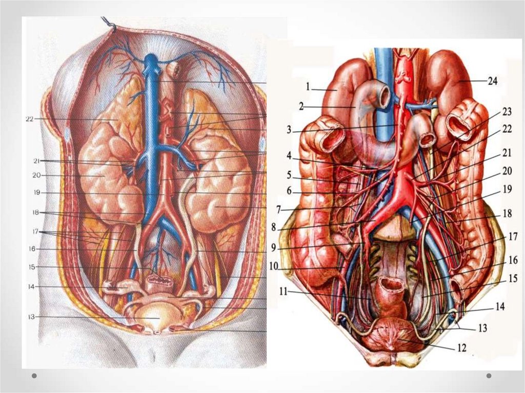 Строение мужчины внутренние органы фото. Брюшная полость строение анатомия. Забрюшинное пространство анатомия. Строение брюшной полости почки. Анатомия человека внутренние органы брюшной полости.