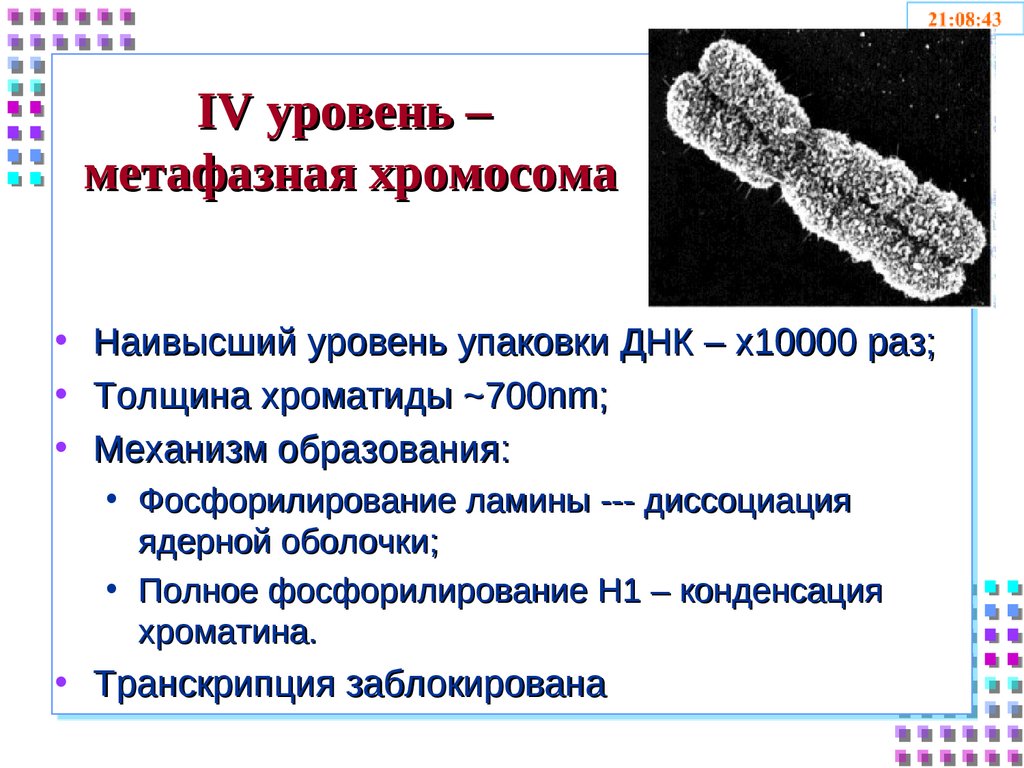 Метафазная хромосома. Типы метафазных хромосом. Строение метафазной хромосомы. Строение метафазных хромосом человека.