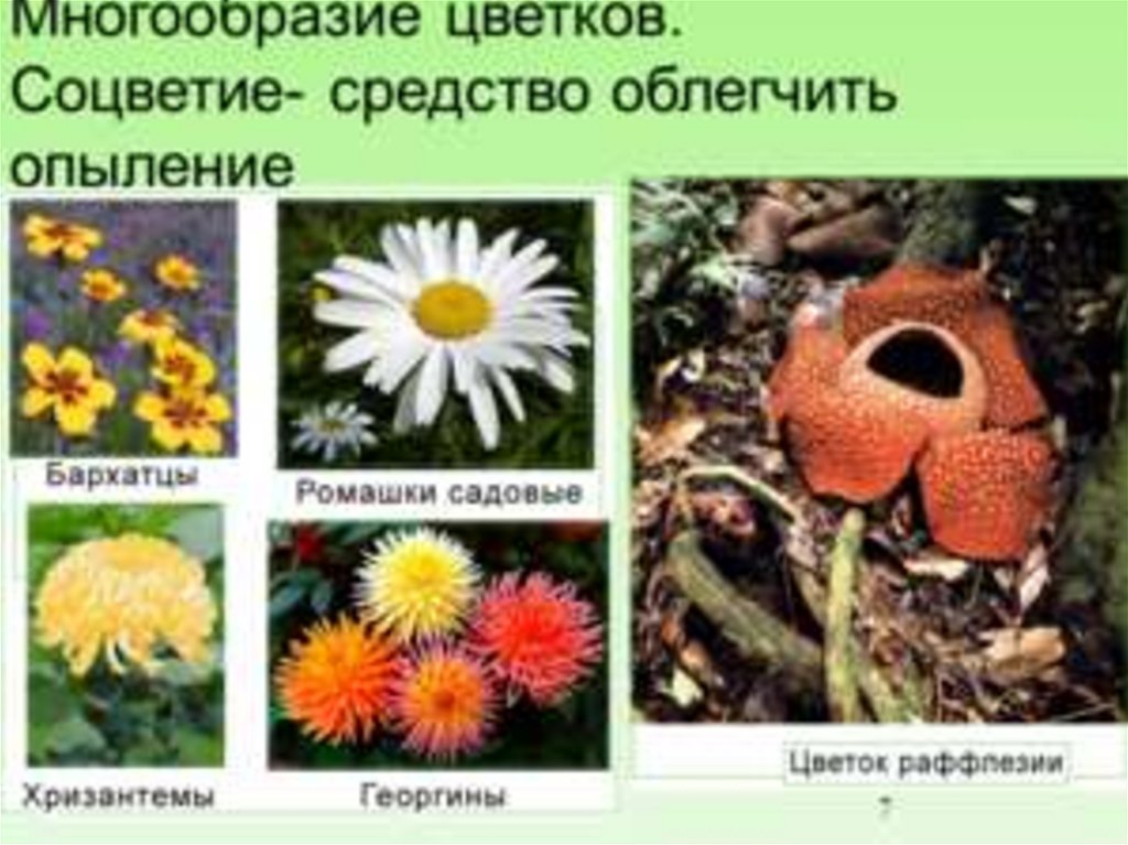 Проект строение и разнообразие цветков 6 класс
