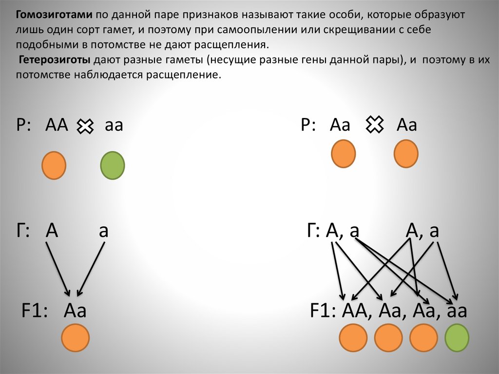 Особи не дающие расщепления в следующем поколении