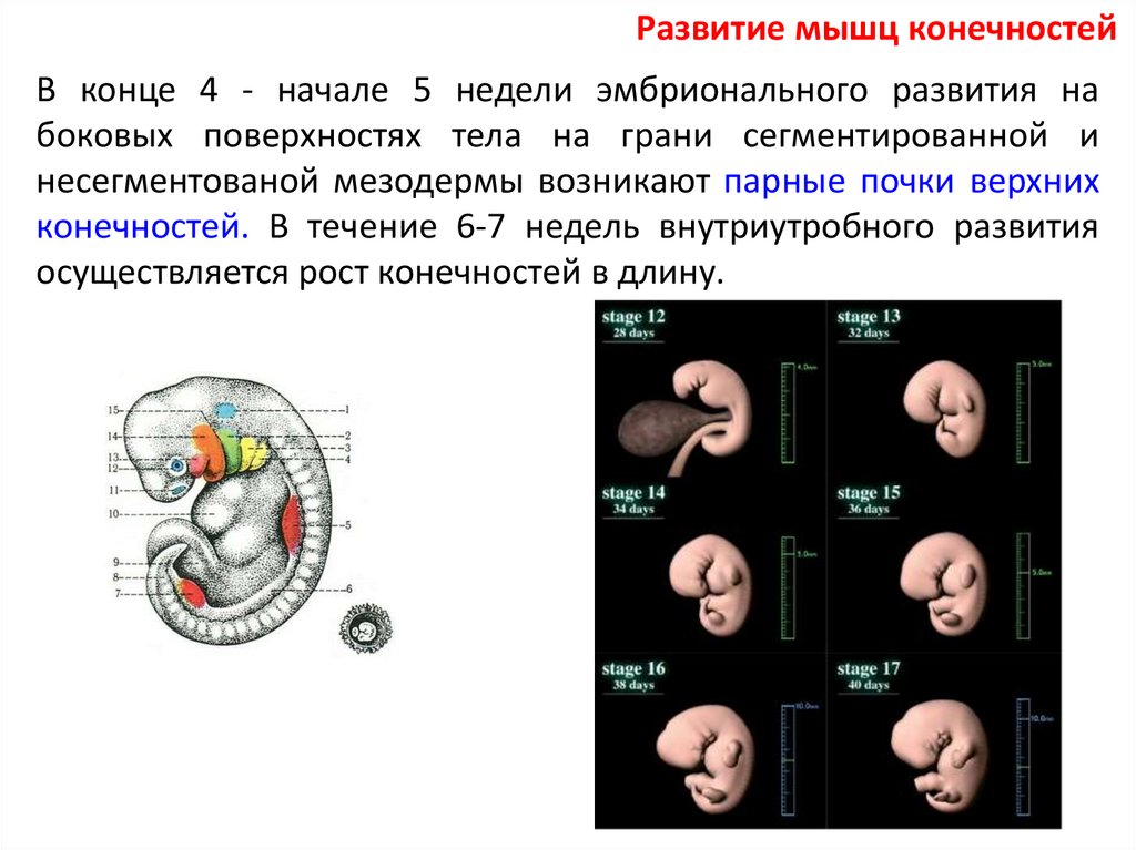 В течении 6 8 недель. Недели эмбрионального развития. 4 Неделя внутриутробного развития. Формирование конечности эмбрион. Формирование мышечной системы у эмбриона.