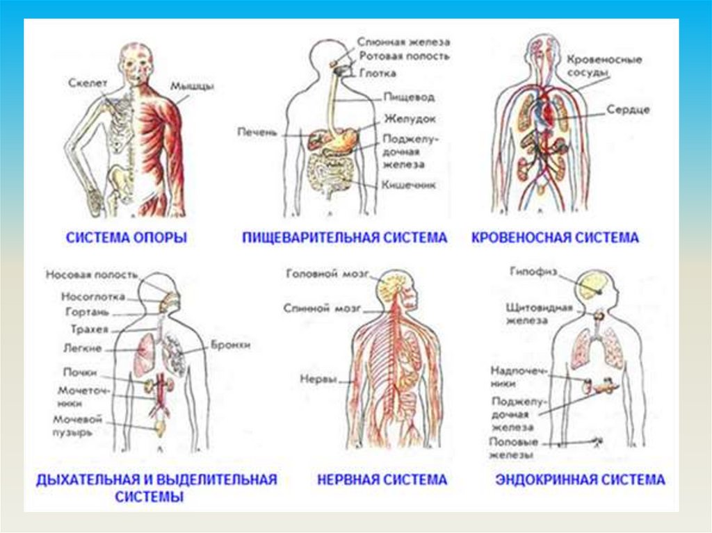 Какова правильная схема строения организма человека организм орган ткань система органов