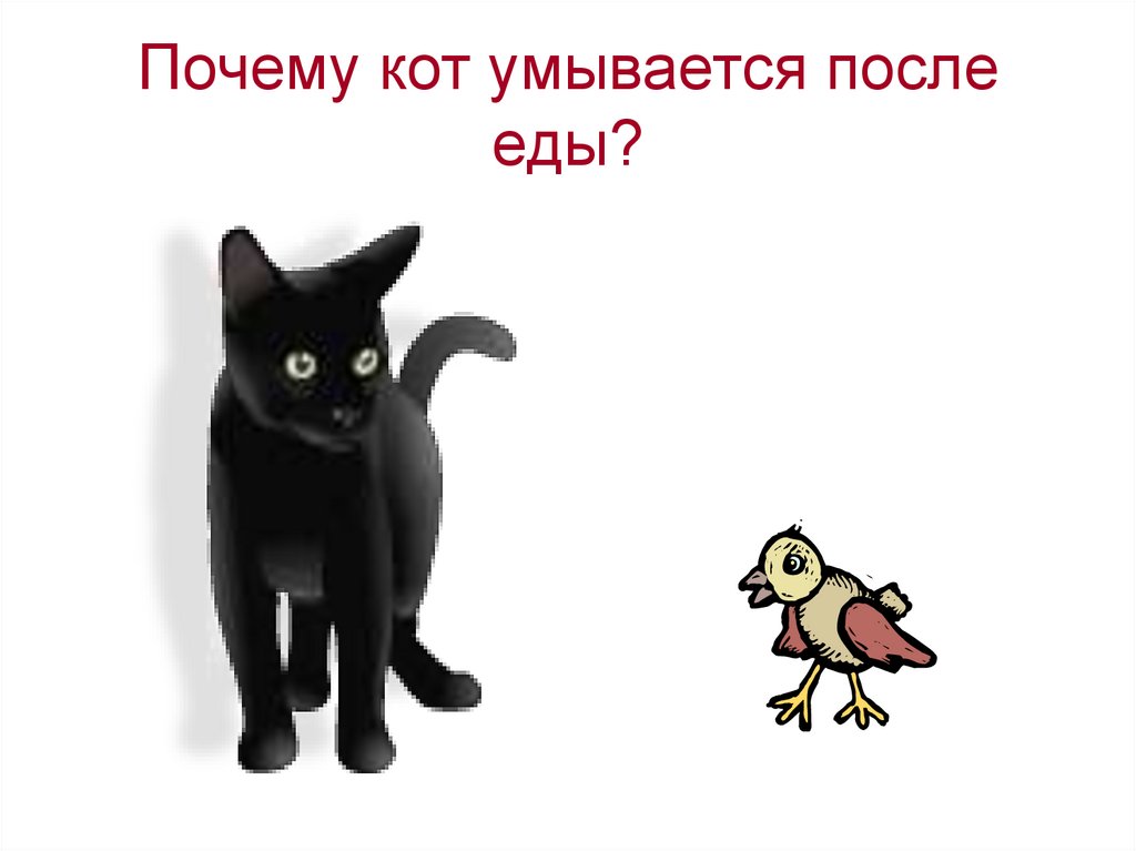 Почему кот умывается после еды?