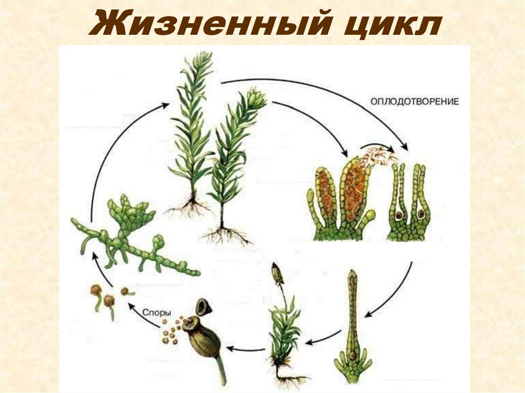 Жизненный цикл