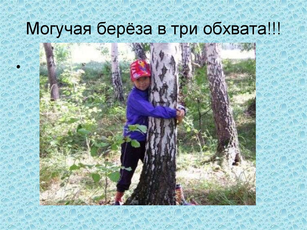 Могучая берёза в три обхвата!!!