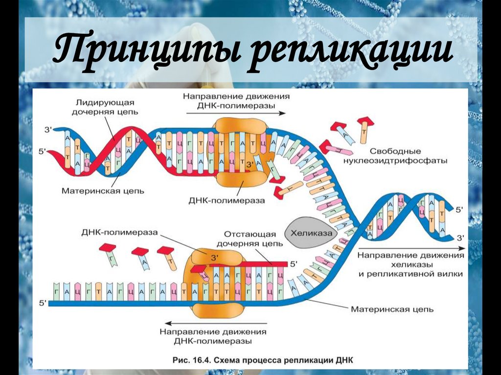 Репликация ДНК - презентация онлайн