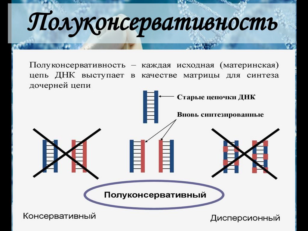 Репликация ДНК - презентация онлайн