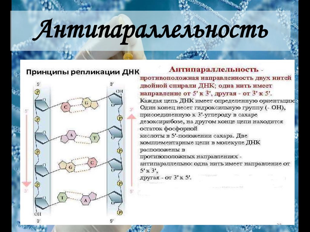 Химия днк презентация