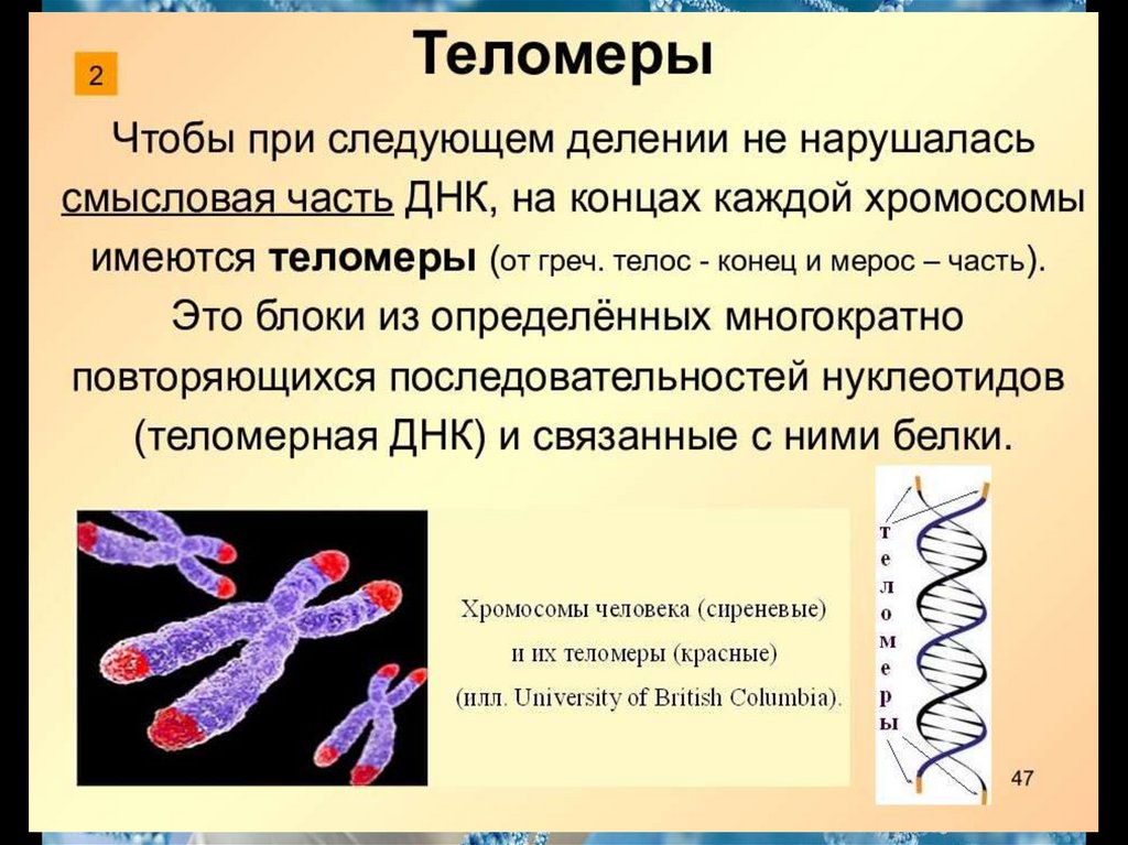 Молекулы днк находится в хромосомах. Строение хромосомы теломеры. Хромосома строение теломер. Теломеры ДНК. Теломеры – это участки хромосом.