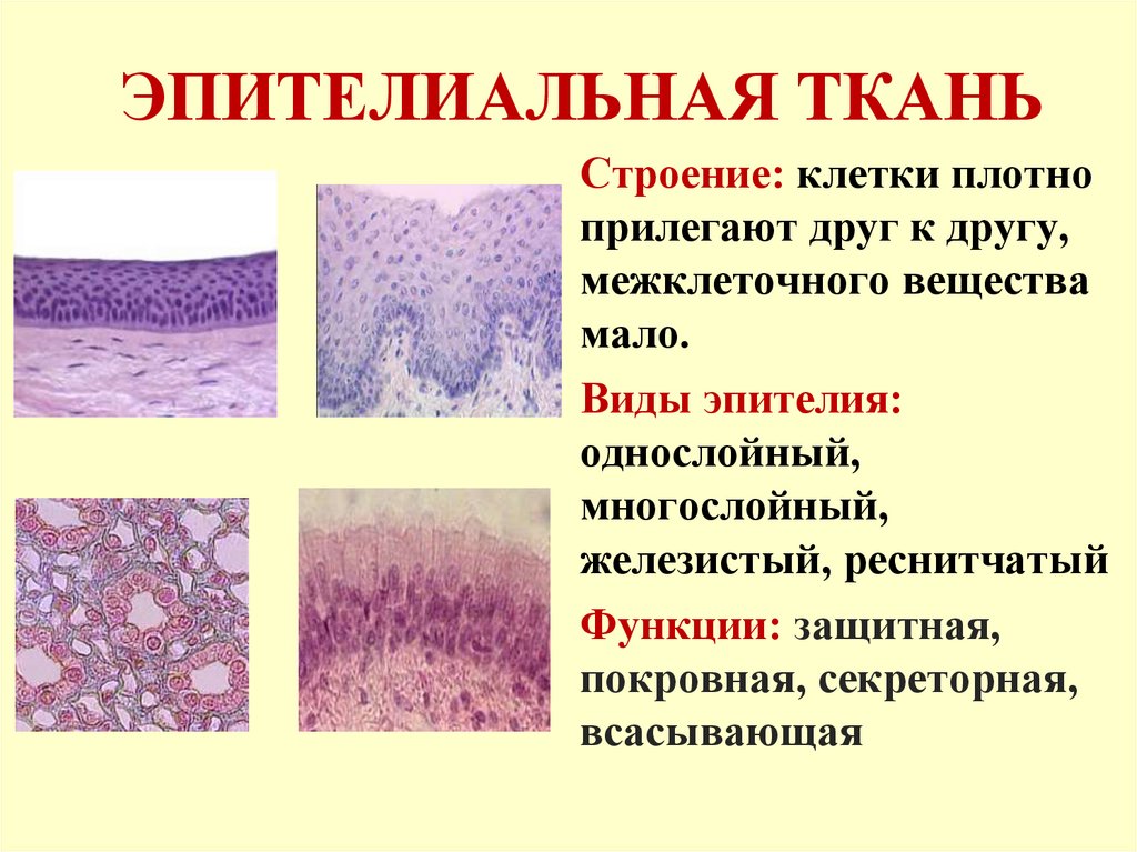 Пример эпителиальной ткани человека. Эпителиальная ткань. Расположение эпителиальной ткани. Эпителиальная ткань в организме человека. Где находится эпителиальная ткань.