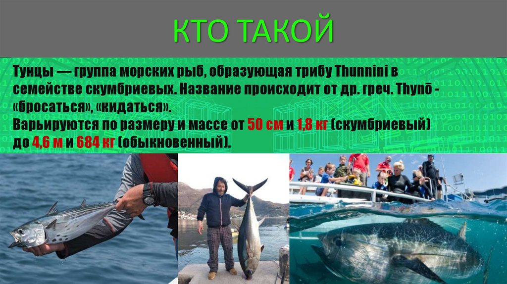 Тунец - морская рыба - презентация онлайн